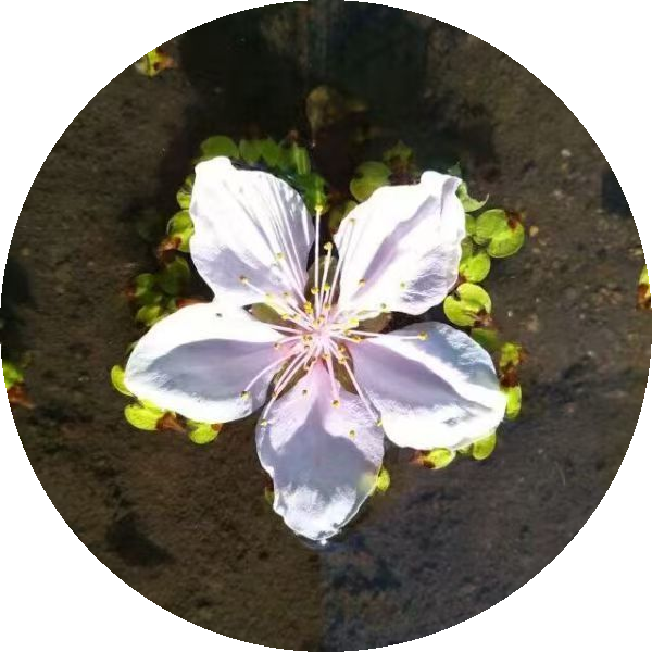 VimalinxOS 白色小花标识